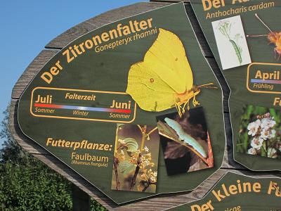 Ausschnitt aus der Schmetterlingstafel - Zitronenfalter