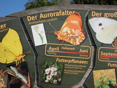 Ausschnitt aus der Schmetterlingstafel - Aurorafalter