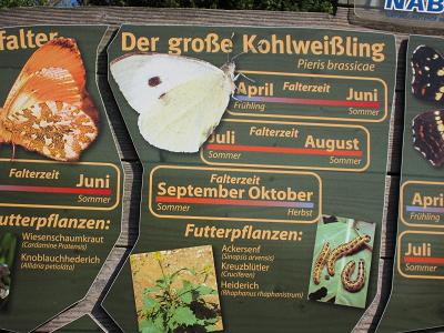 Ausschnitt aus der Schmetterlingstafel - Grosser Kohlweissling