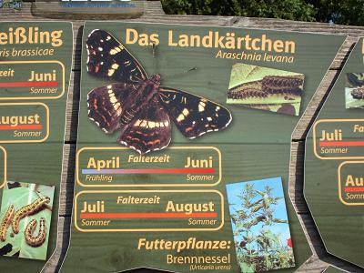 Ausschnitt aus der Schmetterlingstafel - Landkaertchen