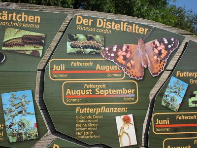 Ausschnitt aus der Schmetterlingstafel - Distelfalter