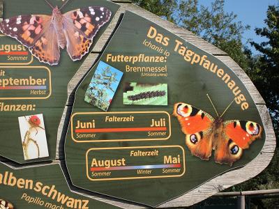Ausschnitt aus der Schmetterlingstafel - Tagpfauenauge