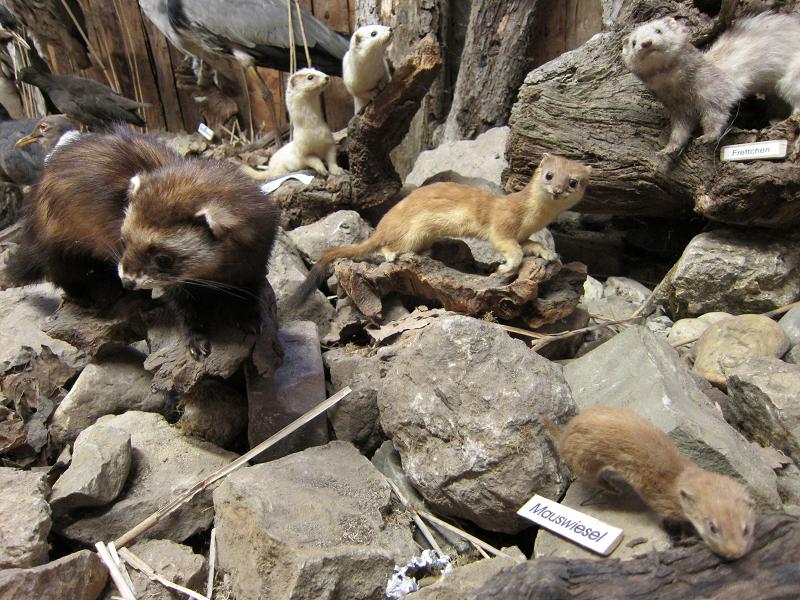 Ausschnitt aus dem Diorama - Hermeline, Frettchen, Mauswiesel
