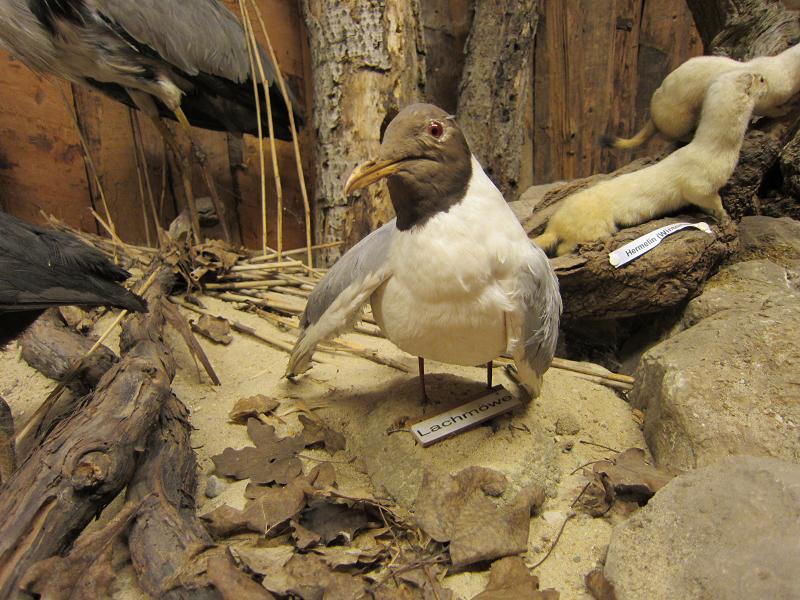 Ausschnitt aus dem Diorama - Lachmoewe