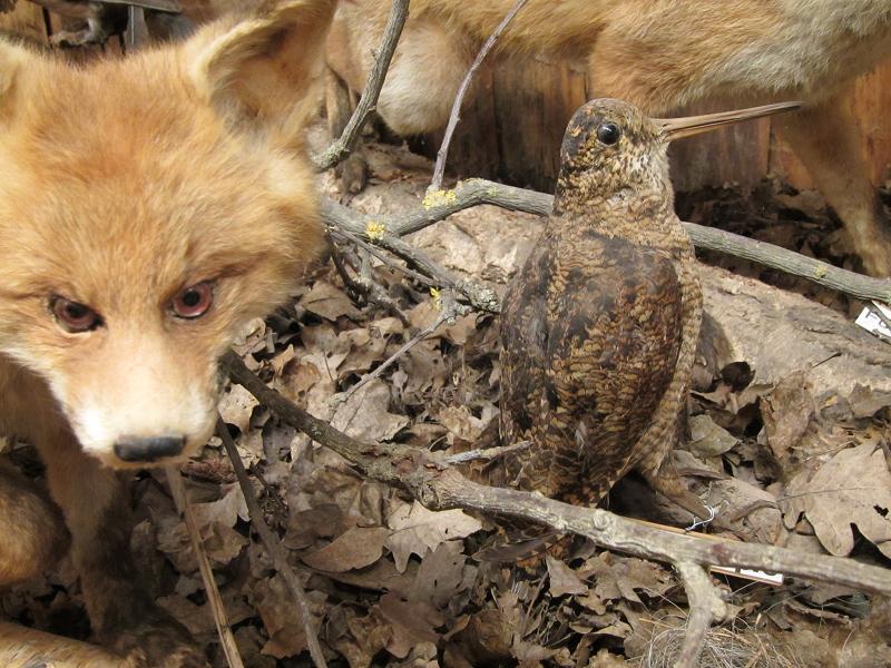Ausschnitt aus dem Diorama - Fuchs und Waldschnepfe