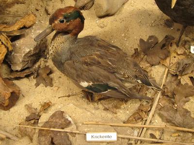 Ausschnitt aus dem Diorama - Krickente