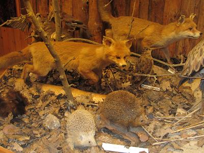 Ausschnitt aus dem Diorama - Fuechse, Igel und Waldschnepfe