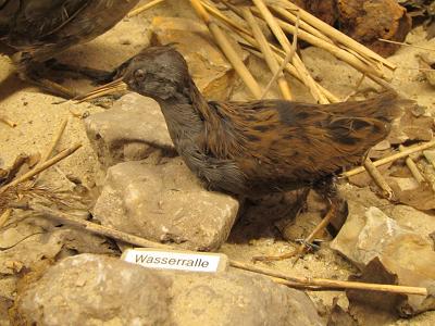 Ausschnitt aus dem Diorama - Wasserralle
