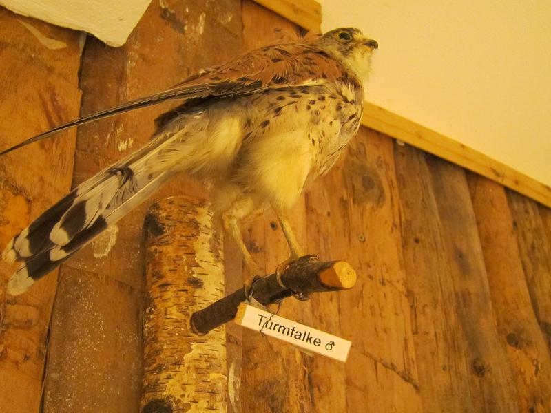 Ausschnitt aus dem Diorama - Turmfalke