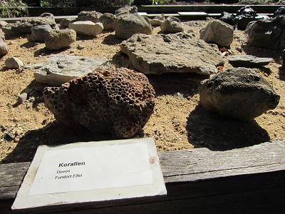 Geologie-Stand - Korallen