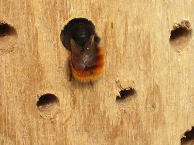 Insektennisthilfen