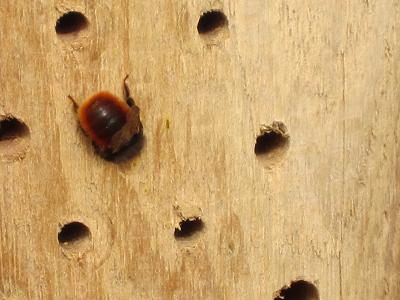 Insektennisthilfen