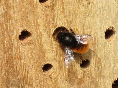 Insektennisthilfen