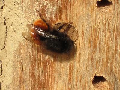 Insektennisthilfen
