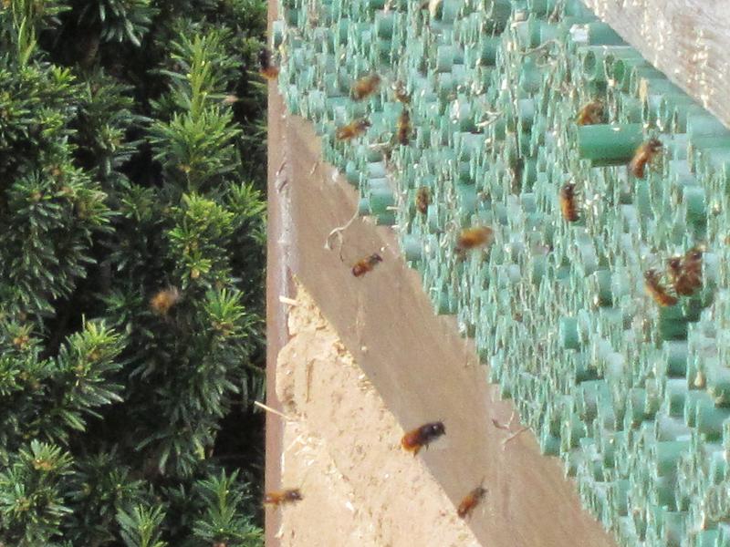 Insektennisthilfen