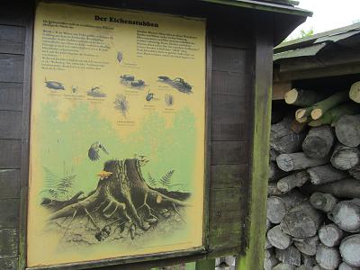 Schautafeln - Eichenstubben