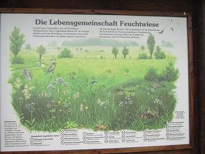 Schautafeln - Lebensgemeinschaft Feuchtwiese