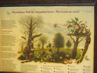 Schautafeln - Streuobstwiesen
