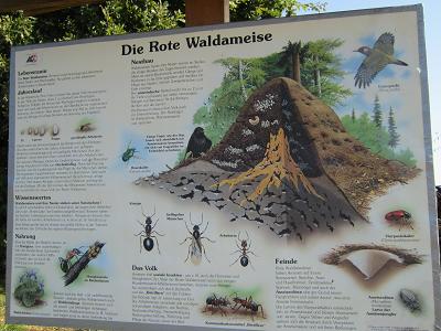 Schautafeln - Rote Waldameise
