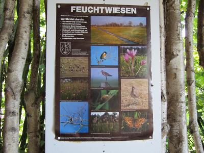 Schautafeln - Feuchtwiesen