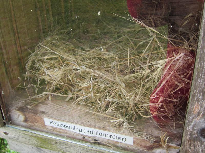 Vogelnester - Feldsperling