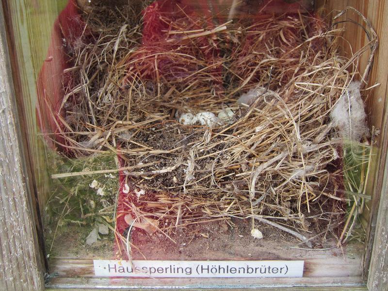 Vogelnester - Haussperling