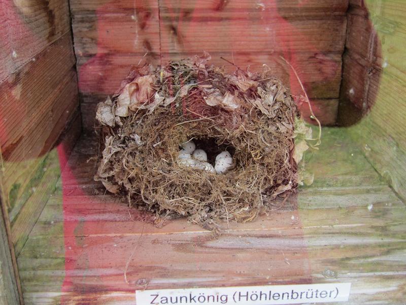 Vogelnester - Zaunkoenig