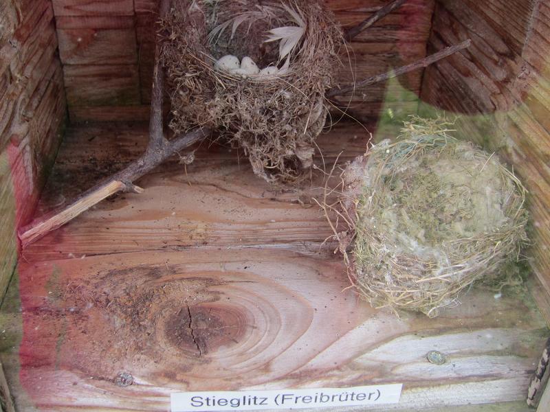 Vogelnester - Stieglitz