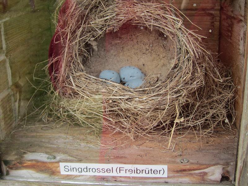 Vogelnester - Singdrossel