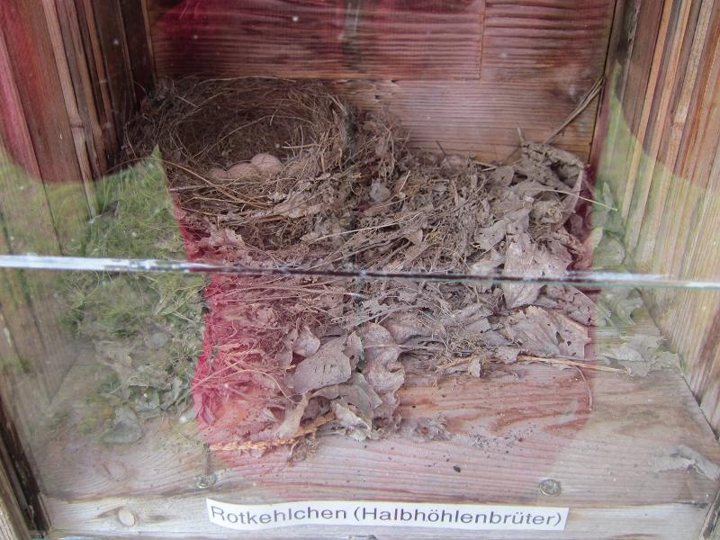 Vogelnester - Rotkehlchen