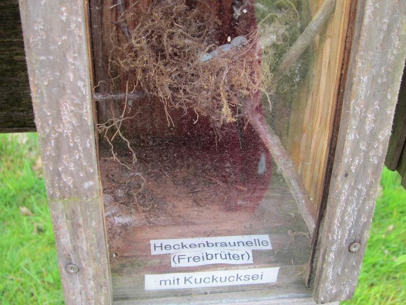 Vogelnester - Heckenbraunelle