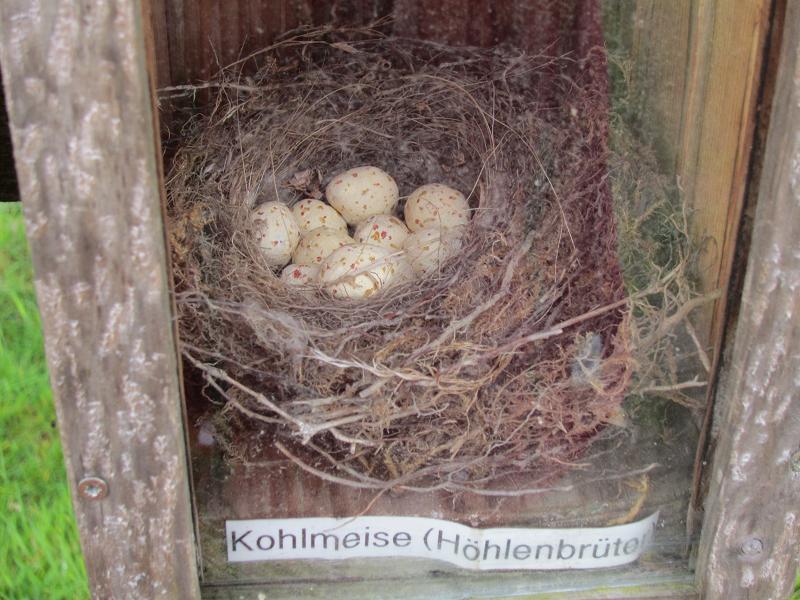 Vogelnester - Kohlmeise