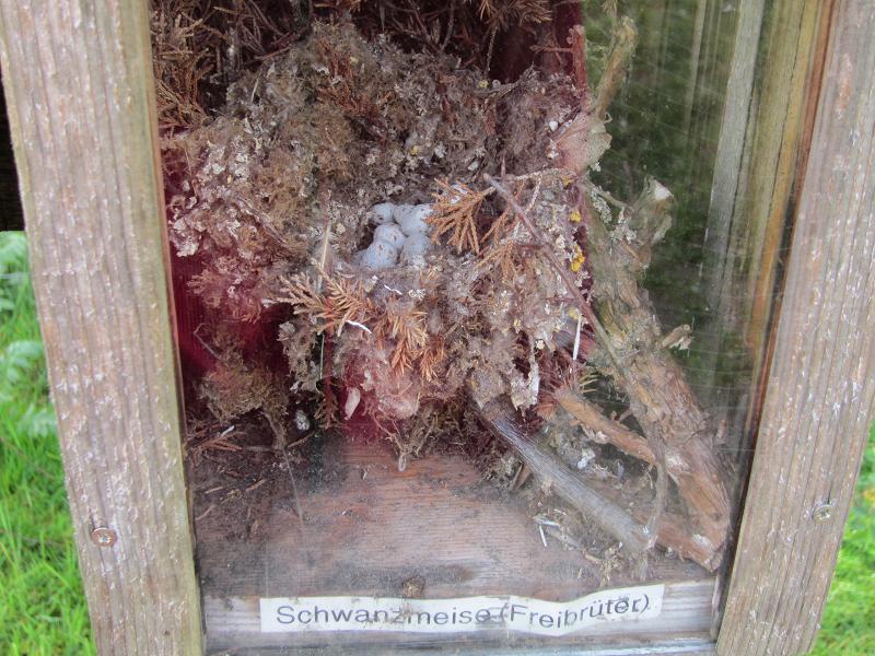 Vogelnester - Schwanzmeise