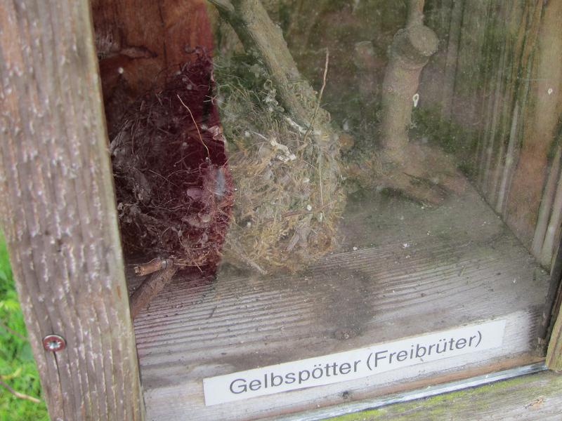 Vogelnester - Gelbspoetter