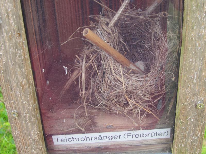 Vogelnester - Teichrohrsaenger
