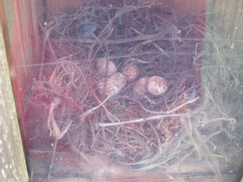 Vogelnester - Bachstelze