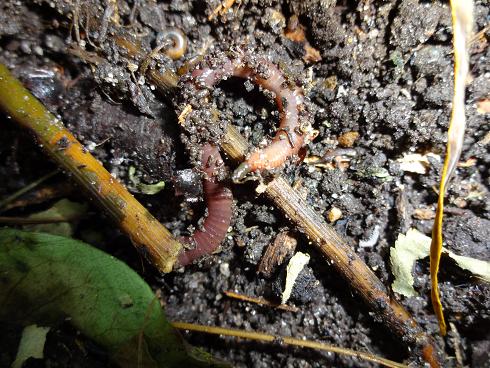 Verschiedenes - Einige Gartenbewohner