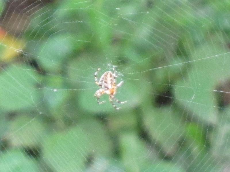 Verschiedenes - Einige Gartenbewohner