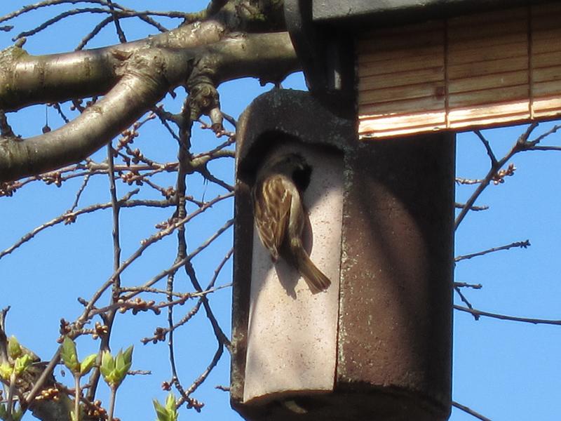 Vogelhaeuschen