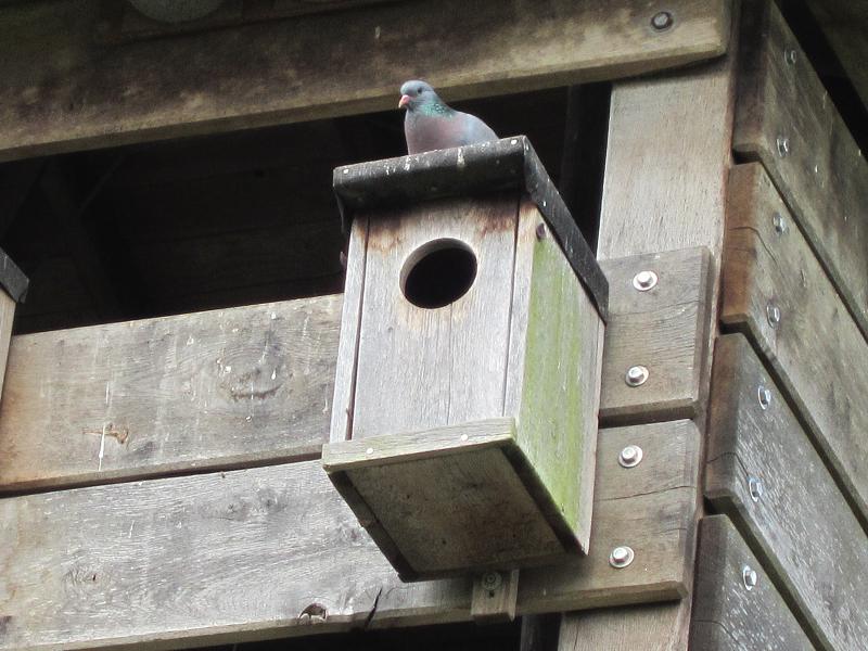 Vogelhaeuschen