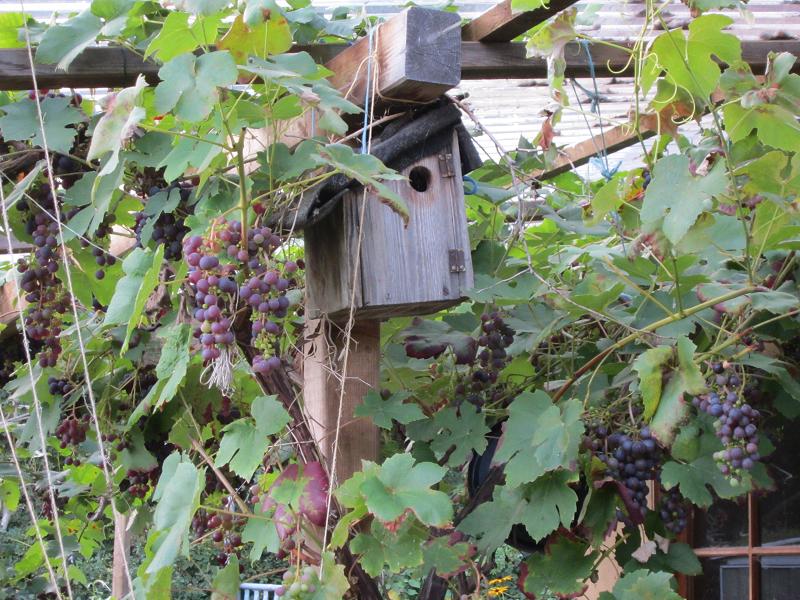 Vogelhaeuschen