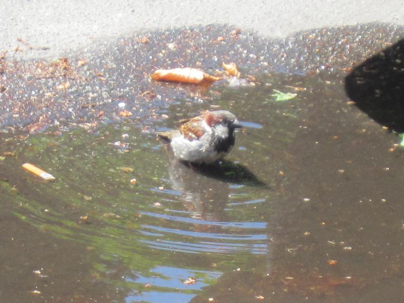 Wasserstellen - Vogelbad