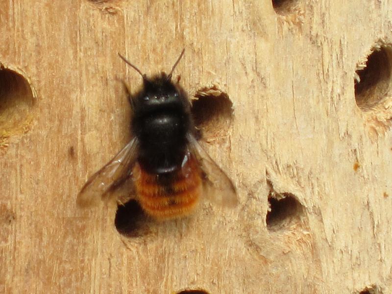 Insektennisthoelzer