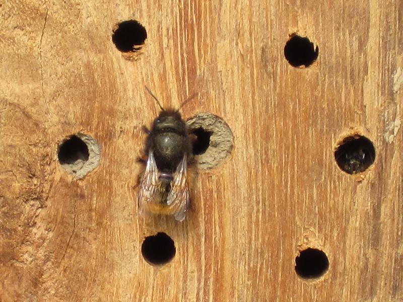 Insektennisthoelzer