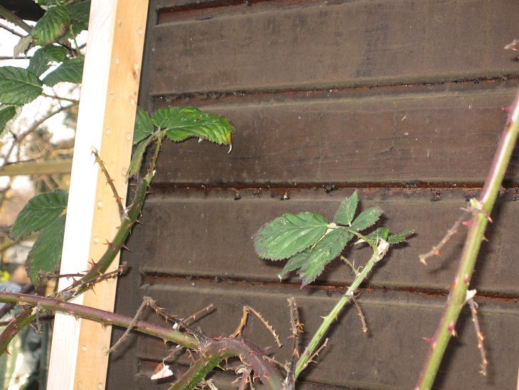 Insektennisthoelzer
