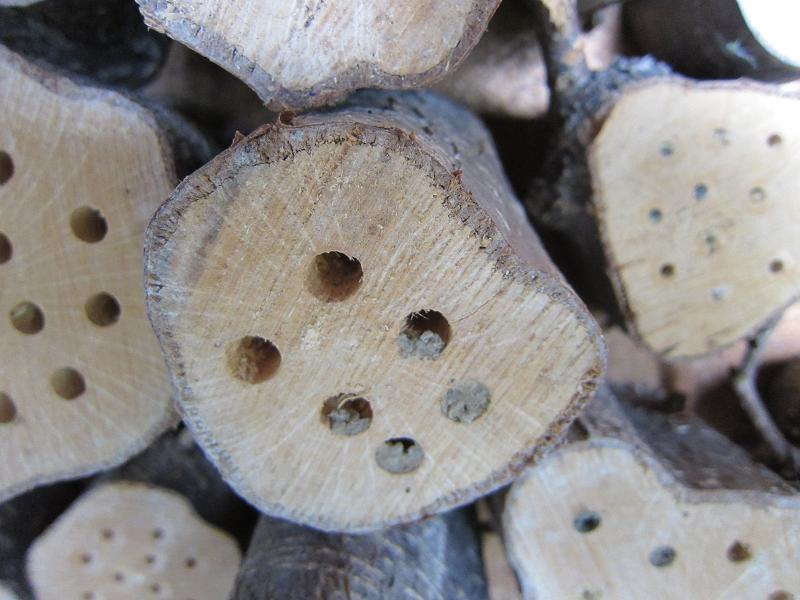 Insektennisthoelzer