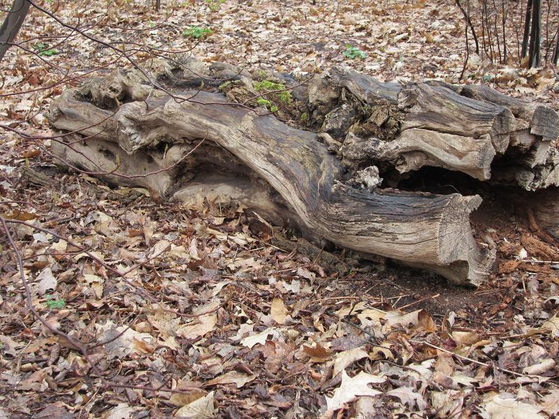 Mulch