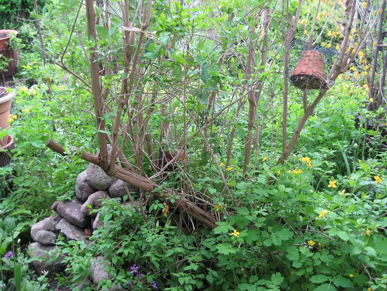 Pflanzenvielfalt / Wildpflanzen
