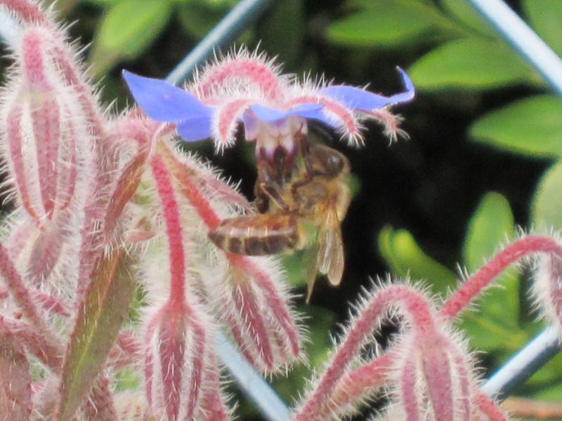 Pflanzenvielfalt / Ein Vertreter aus der Vielzahl der Gartenbesucher