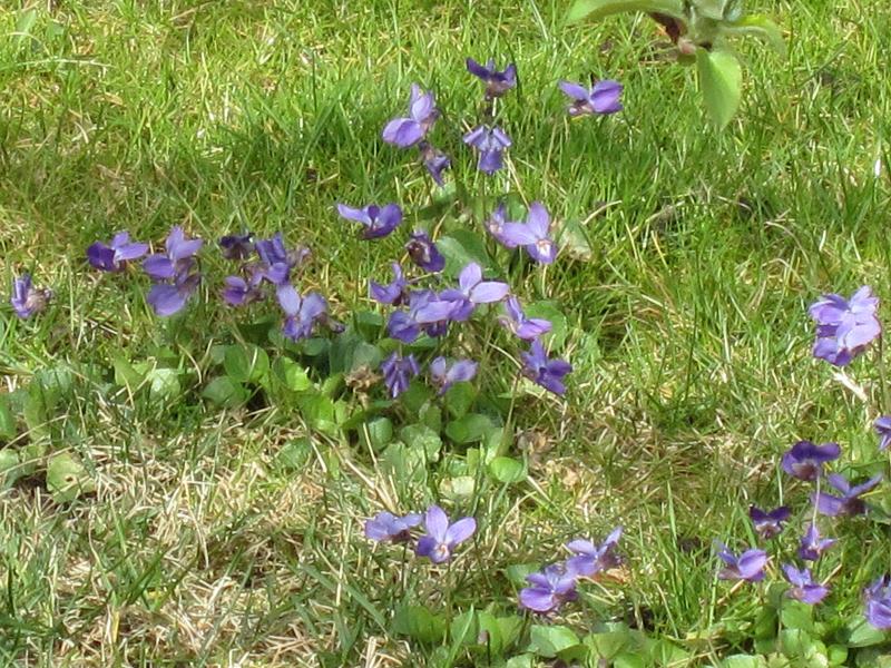 Pflanzenvielfalt / Wiese